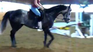 Is this dressage horse a leg mover or a back mover [upl. by Celin]