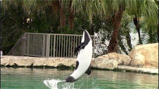 Commersons Dolphin Training Session  Aquatica Orlando  April 9 2021 [upl. by Neale570]