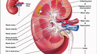 sagittal section of kidney [upl. by Noreht]