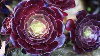 AEONIUM SUCCULENT PROPAGATION FROM CUTTINGS [upl. by Emelita]