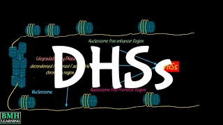 DNase 1 Hypersensitive Sites  DHSs  DNase Seq [upl. by Cost]