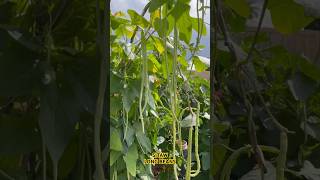 Fun Day Out in the Garden Harvesting Long Beans garden plants [upl. by Ennoira76]