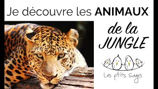 Animaux 4 Je découvre les animaux de la JUNGLE [upl. by Nysila]