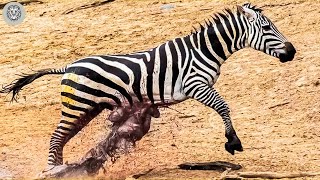 100 Tragic Moments Injured Animals By Natural Predators  Animal Attacks [upl. by Alim]