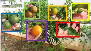 6 Citrus Varieties Multi Grafted onto One Fruit Cocktail Tree [upl. by Lhok]