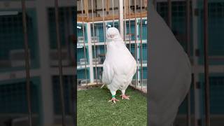 Why Longface Pigeons Are the Most Elegant [upl. by Hacceber]