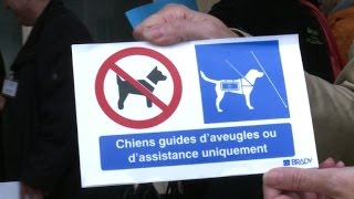 Un pictogramme pour favoriser laccès des chiens guides [upl. by Irab]