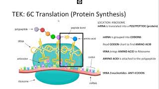 Biology The Role of Nucleic Acids Protein Synthesis [upl. by Otsenre]