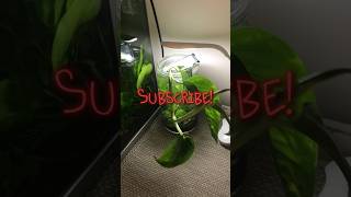 Pothos plant aquarium fish shorts short viral fyp plants [upl. by Ahsats]