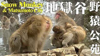 Snow Monkey amp Matsumoto City  地獄谷野猿公苑  草間彌生  松本城 [upl. by Anavas]