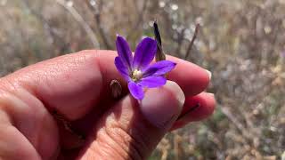 Brodiaea filifolia and Brodiaea orcuttii blooming 5252021 [upl. by Noll812]