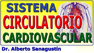 SISTEMA CIRCULATORIO  CARDIOVASCULAR explicado FÁCIL anatomía y fisiología [upl. by Madelle]