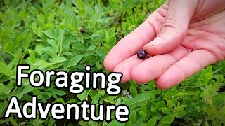 HUNTING WILD BERRIES  Foraging for Blueberries in the Catskills  Weird Fruit Explorer [upl. by Hogan626]