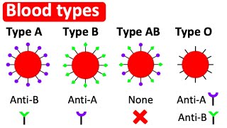 Blood types  Type A B AB amp O  Whats the difference [upl. by Yoho]