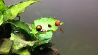 Nerite and Horned Nerite Snails eating algae  timelapse [upl. by Rugen]