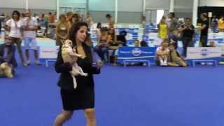 ENCI Mostra Canina Gara Bellezza Cani  Video Fiera di Roma [upl. by Endres]