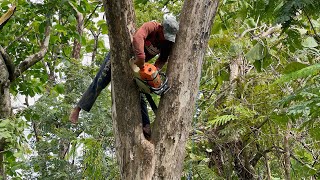 Cut down 50 years old teak trees Stihl ms660 amp Husqvarna 395xp [upl. by Bucella379]