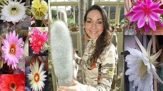 How to get Cacti and Succulent plants to flower [upl. by Dunkin473]