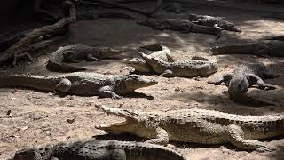 Kachikally Crocodile Pool Tour  The Gambia April 2021 Roots amp Culture Journey of a Lifetime [upl. by Chessy642]