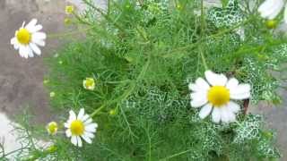 Chamomile Matricaria chamomilla [upl. by Nospmis]