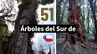 51 ÁRBOLES NATIVOS del Sur de Chile  información y Cultura [upl. by Ardelia636]