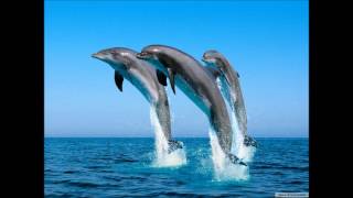 Dolphins Mind  Into The Blue [upl. by Kennie]