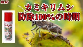 【143】カミキリムシの防除！キンチョールの効果！適切な時期だと防除率が100になる．イチジク栽培． [upl. by Deden]