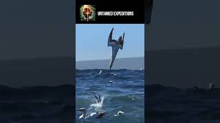 Gannets Dive 30 Feet Underwater  short 5 [upl. by Letnoj]