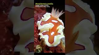 Mexichromis pusilla nudibranch anilao scubadiving [upl. by Kosak]