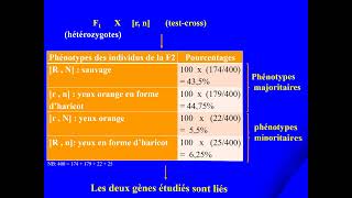 Exercice de génétique Bacconcours de médecine Ségrégation de deux gènes liésdistance génétique [upl. by Ramej]