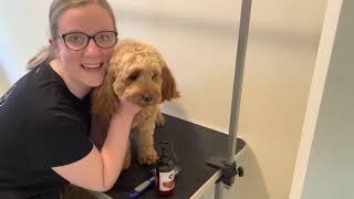 How to groom your Cavoodle [upl. by Aniara]