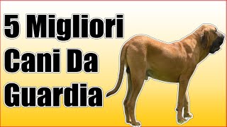 5 Migliori Cani Da Guardia [upl. by Neelrad]