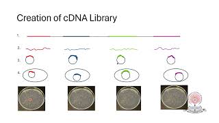 Construction of cDNA Library [upl. by Suolekcin]