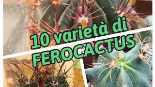 FEROCACTUS  10 varietà [upl. by Regen]