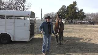 Aequitas Arabian Stallion Part 20 Four Methods to Teach Trailer Loading [upl. by Margi311]