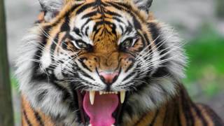 sound of tiger growling  tiger sound effect loud [upl. by Damaris]