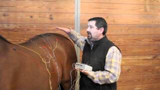 Equine Electro Acupuncture Demonstration by Mark DePaolo DVM [upl. by Aznofla118]