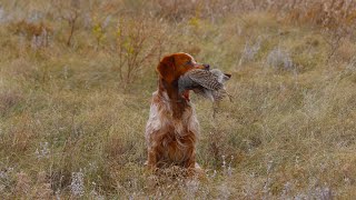 Gray partridge hunting Epagneul Breton ERNESTO HUNTING CELEBRATION [upl. by Franzoni]