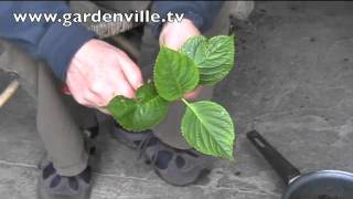 Propagating Hydrangeas [upl. by Ho]