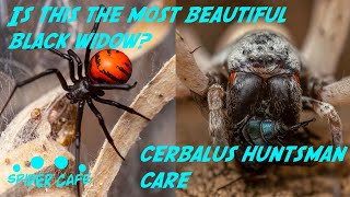 Most beautiful BLACK WIDOW and desert huntsman Cerbalus care  much more [upl. by Crutcher495]