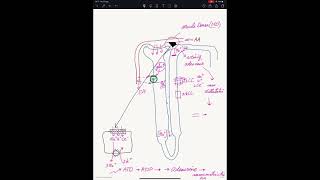 Werking van SGLT2 remmers en Tubulo Glomerulaire Feeback [upl. by Sirraj]