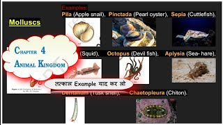 NEET imp mollusca example learn with Photographic memory Animal kingdom 11th bio Sudhir Banjare [upl. by Dagny]