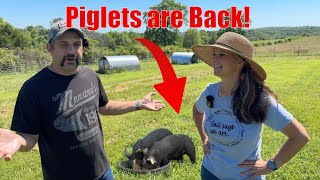 Now the Homestead Feels Complete with PIGLETS [upl. by Archy]