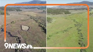 Summit County project aims to restore Colorados wetlands [upl. by Einaled452]