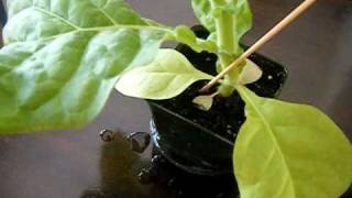 How to Grow Tobacco Part 4 Final repotting and pinching off plant leaves [upl. by Aba]