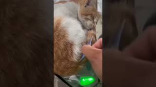 Security🤣 trending cat viralvideo funny video travel animals viralshort viralshorts vlog [upl. by Eadwina]