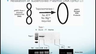 Human Topoisomerase I Assay Kit Application and Use [upl. by Tamarra]