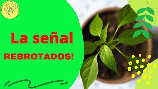 😮 Enraizador casero para todas las plantas  Como enraizar podas sin hormonas paso a paso 🌱 [upl. by Oaht]