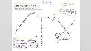 283 Plasmalogens are amphiphilic lipids with antioxidant properties [upl. by Lawton72]