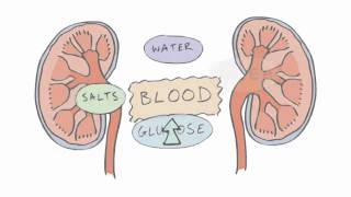 New GCSE BBC Bitesize  Homeostasis [upl. by Nosahc]